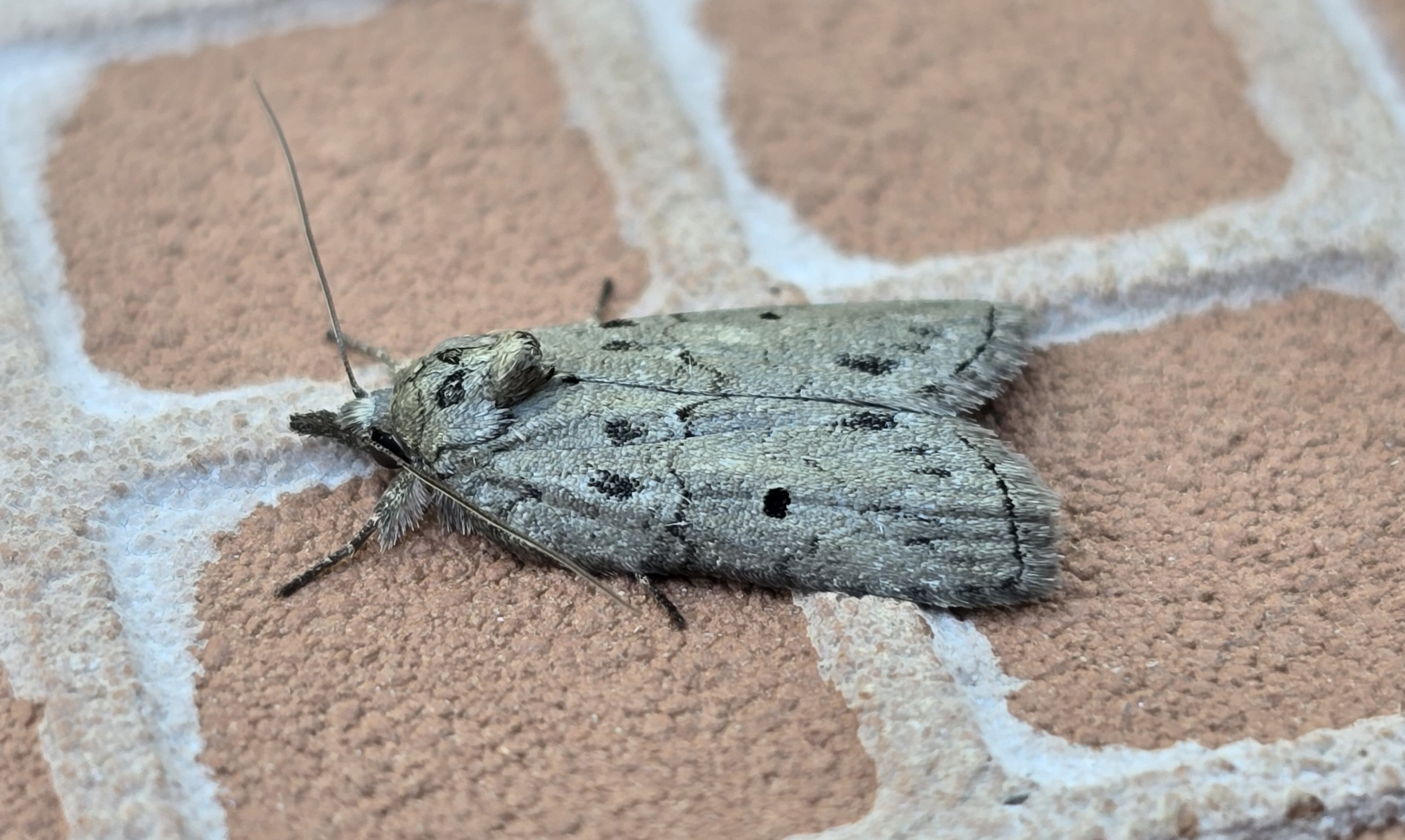 Photo of Oak Nycteoline (Nycteola revayana)